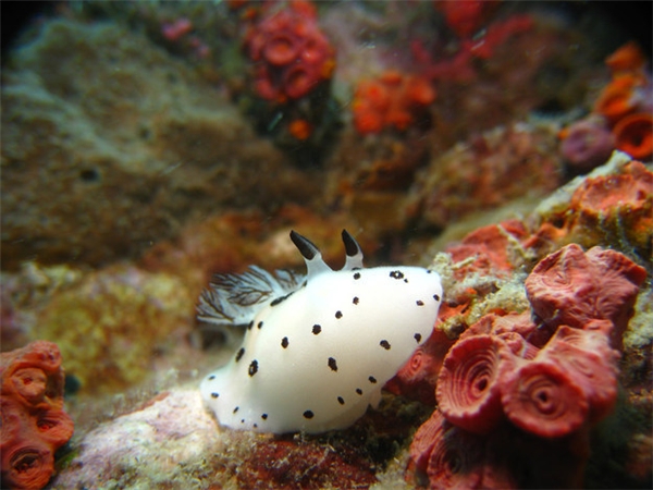 
Loài sinh vật đáng yêu này là một chú sên biển, có tên khoa học là nudibranch.