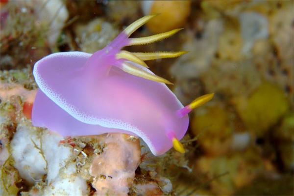 
Thức ăn chính của sên biển là sứa độc. Chúng sẽ chuyển nọc độc của sứa vào các gai trên thân để làm vũ khí tự vệ.