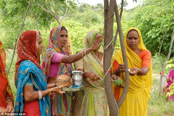 
Truyền thống này được khởi xướng bởi một vị trưởng làng trước kia, vì mất con gái nên quyết định trồng cây.