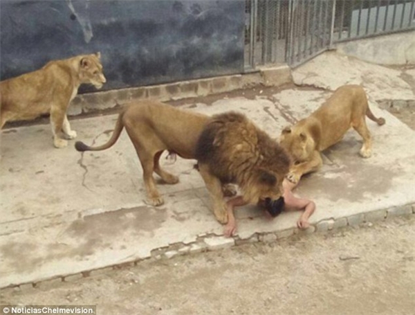 
Đàn sư tử bao vây "con mồi lạ". (Ảnh: Internet)