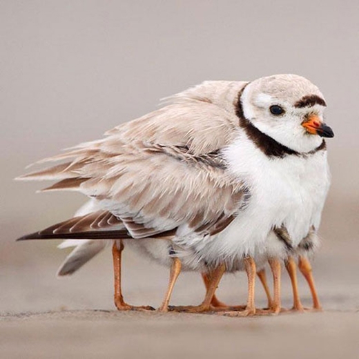 
Nhìn sơ qua, chú chim này khiến người ta phát hoảng bởi...quá nhiều chân. Nhưng thực ra đây là chân của các chim non đang nép vào mẹ mình. (Ảnh: Internet)