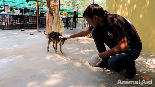  Dưới sự quan tâm chăm sóc của những nhân viên trạm cứu hộ động vật thuộc tổ chức Animal Aid Unlimited, chú chó đã hồi phục sức khoẻ. (Ảnh: Internet)