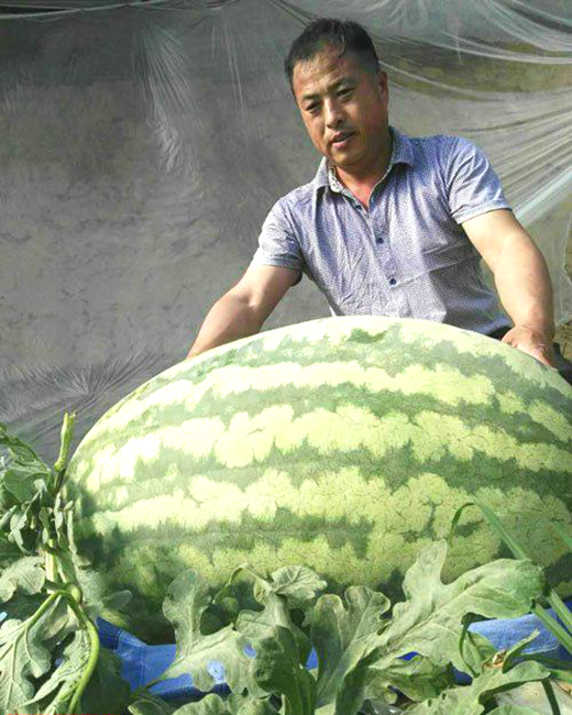 
Anh Lifeng Chun bên cạnh quả dưa hấu khổng lồ mình trồng. (Ảnh: Internet)