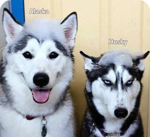 
Cách phân biệt chó Alaska và Husky: Đơn giản thôi! Em này đeo lens còn em kia kẻ mắt ấy mà. (Ảnh: Internet)