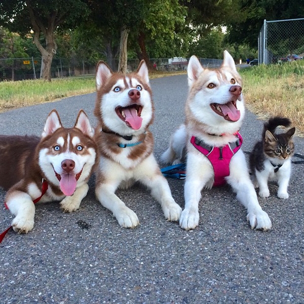 
"Gia đình kiểu mẫu" khiến bao người ghen tị của 3 chú husky cùng một cô mèo "tưởng mình cũng là husky". (Ảnh: Internet)