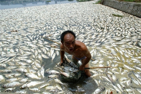 
Hàng tấn cá chết nổi lềnh bềnh trên mặt hồ ở Vũ Hán.
