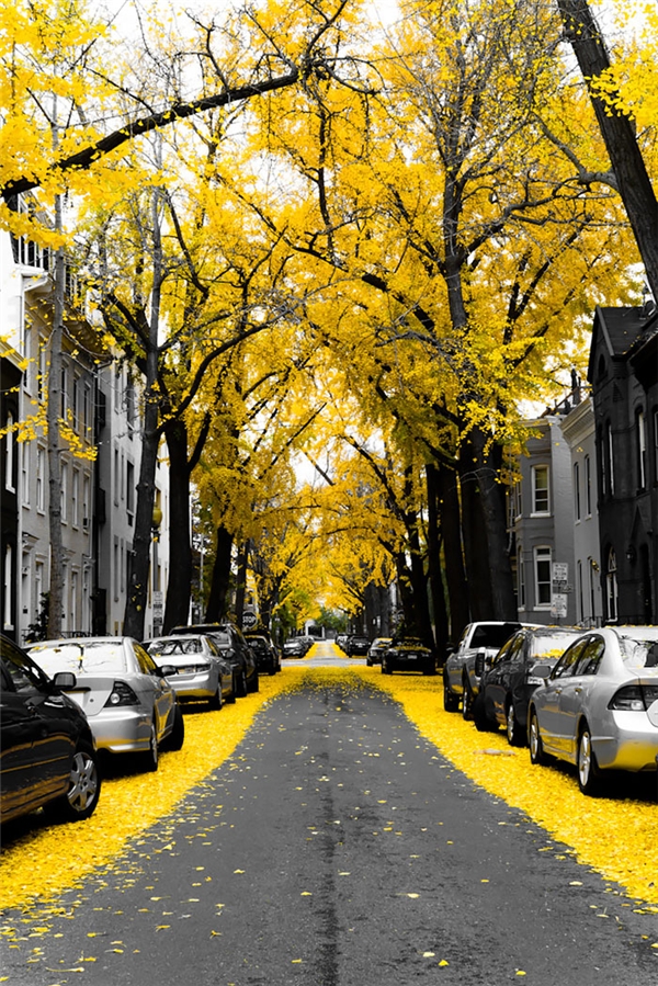 
Toạ lạc tại vùng Tây Bắc của thủ đô nước Mỹ, con đường vàng rực màu lá rẻ quạt thu hút mọi sự chú ý của những ai đi qua. Đây thật sự là địa điểm chụp hình lý tưởng cho những ai đam mê nhiếp ảnh.