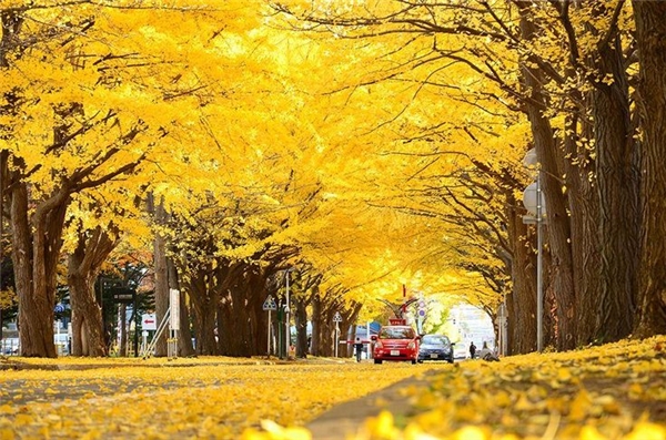 
Hằng năm, vào mùa thu, nơi đây như biến thành một bức tranh phong cảnh ngập sắc vàng. Vì vậy, không lấy gì làm ngạc nhiên khi cứ đến tháng 10 là con đường lại tấp nập hàng chục nghìn người đến để chiêm ngưỡng vẻ đẹp của tự nhiên. 