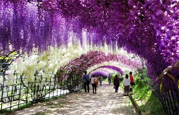 
Toạ lạc tại khu vườn Kawachi Fuji, thành phố Kitakyushu, nơi đây thu hút hàng chục nhìn du khách thập phương tới thưởng thức vẻ đẹp của hơn 20 loài hoa tại đường hầm này. Nếu các bạn muốn đến thưởng hoa, thời điểm tốt nhất là từ cuối tháng 4 đến đầu tháng 5.