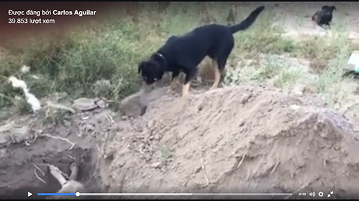 
Chú chó tự xới đất để chôn người bạn thân nhất của mình. (Ảnh: Internet)