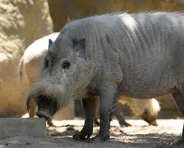 
Lợn râu Borneo là một loài lợn hoang dã, phân bố ở cả Indonesia và Malaysia, nổi tiếng với bộ ria nằm ngay trên mõm của mình, khiến nó trông nghiêm túc và có vẻ khó tính. (Nguồn L25)