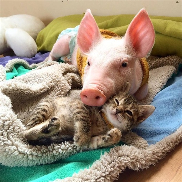 Bạn có biết rằng, bé mèo và bé heo rất thân thiết với nhau? Hãy chứng kiến kết bạn đáng yêu của chúng trong bức ảnh này! Bạn sẽ thấy sự chân thành và tình bạn đáng kính giữa hai loài vật này.