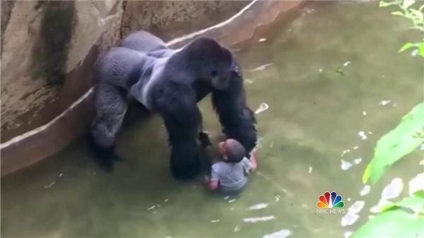 chú khỉ bị giết với lí do gây nguy hiểm cho cậu bé 4 tuổi
