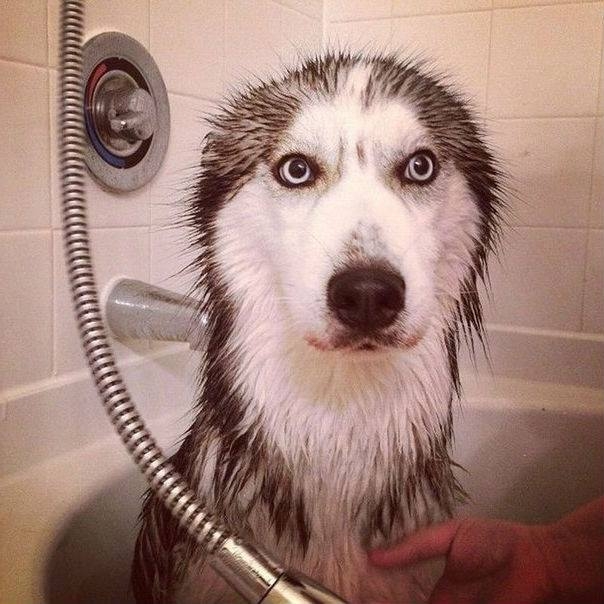 
"Chó với nước không có họ hàng đâu, 3 năm nữa mới tắm lại nhá". (Ảnh: Internet)
