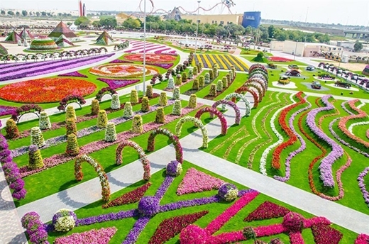 
Vườn hoa đủ màu lòa loẹt và phô trương thế này chắc chỉ có ở Dubai. (Ảnh: Internet)