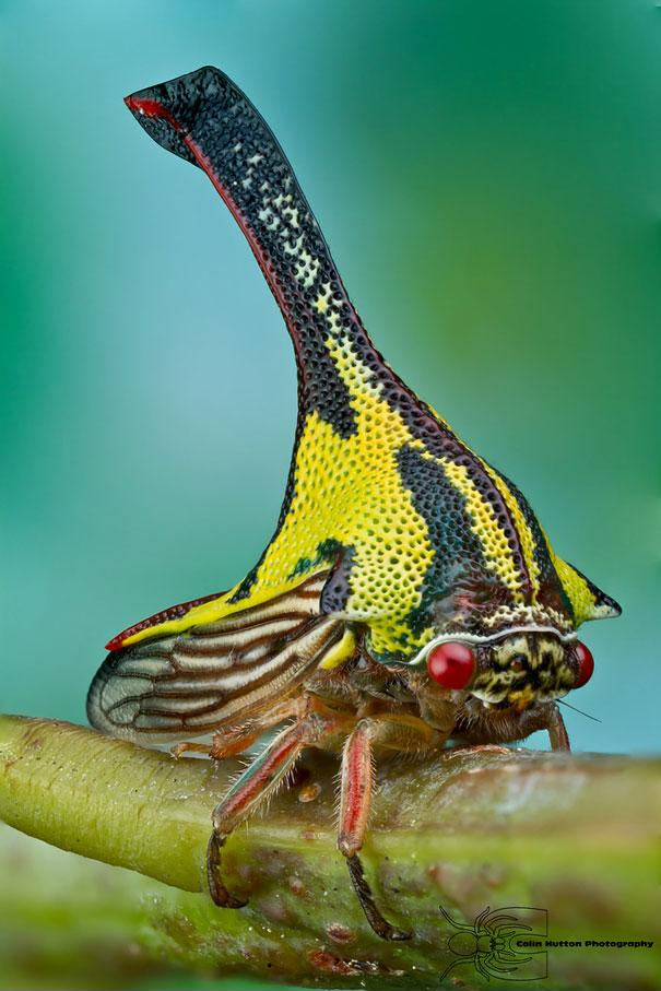 
Loài bọ này dùng chiếc gai trên lưng mình để rạch và uống nước từ các chồi non.