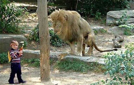 
Hình ảnh gây sốc của một cậu bé vô tình bị lạc vào chuồng sư tử. (Ảnh: Internet)