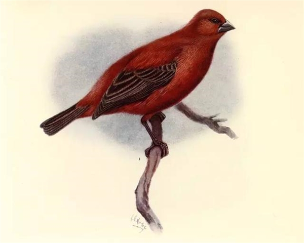 
Loài chim này chỉ còn được biết đến trong tranh vẽ. theo mô tả, chim có bộ lông màu đỏ và đôi cánh màu nâu sẫm, đuôi có viền màu nâu. 
