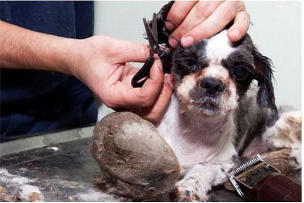 
Các nhân viên phải cạo bỏ bộ lông của con chó, ban đầu là lông trên bụng và thân, tiếp theo đó là lông tai và lông chân.