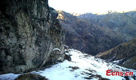 
Truyền thuyết về loài báo tuyết là một trong những điều bí ẩn của khu vực núi cao Trung Á.