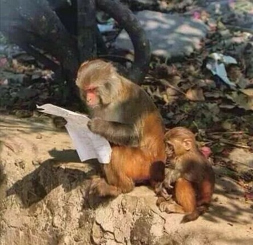 
Giáo dục toàn diện, đến động vật cũng phải biết chữ. (Ảnh: Internet)