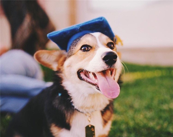 Nghiêng mình thán phục chú chó corgi tốt nghiệp đại học danh tiếng