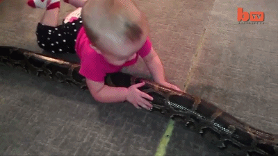 
Cho trẻ em chơi cùng rắn, trăn là một hành động có thể gây nguy hiểm. 