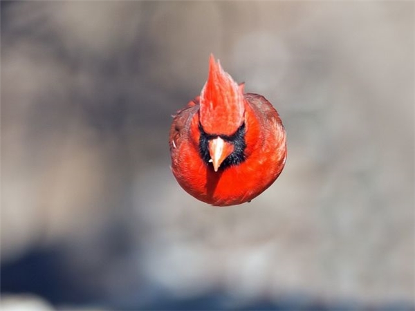 Angry Bird in real life