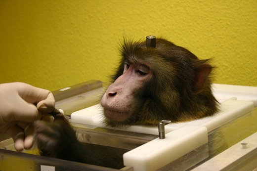 
Trong khoa học cũng ra bộ luật không được phép thí nghiệm khỉ hình người dưới bất kì hình thức nào. (Ảnh: Internet)