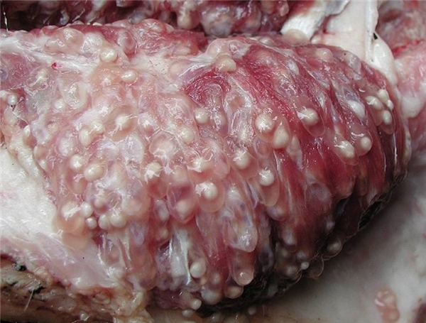 
Ăn phải thịt lợn nhiễm sán có thể dẫn đến tử vong. (Ảnh: Internet)
