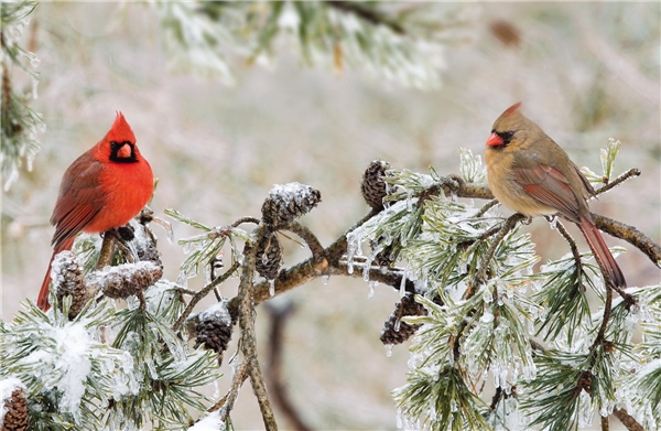 
Một điều đặc biệt của loài chim giáo chủ đó là màu lông đỏ thắm chỉ có ở những chú chim đực, còn những chú chim cái chỉ có màu lông xám kém rực rỡ. (Ảnh: Internet)