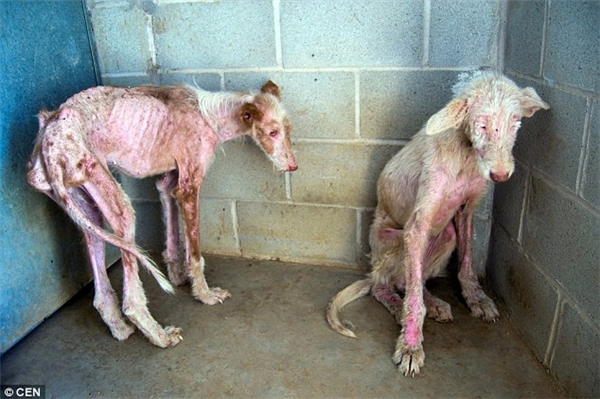 
The miserable condition of the two dogs when they were just discovered and brought to the animal protection center
