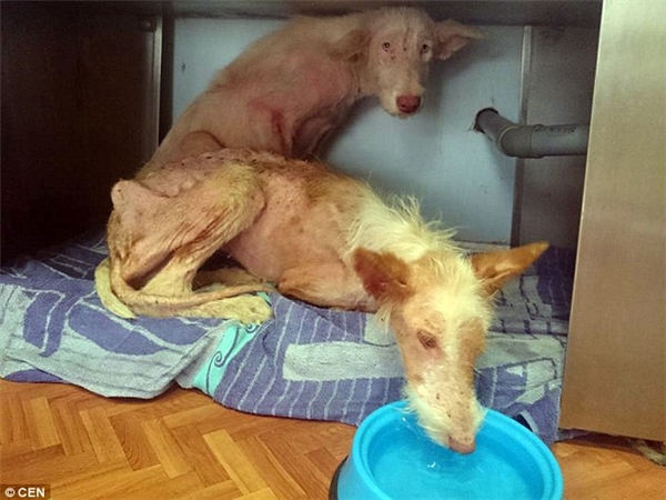It's sad that two dogs were starved and thrown out of a moving truck