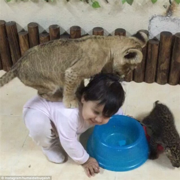 
Thậm chí Humaid còn để cho chú sư tử con của mình leo lên lưng một bé gái trong khi cạnh đó còn có một chú báo đốm con.