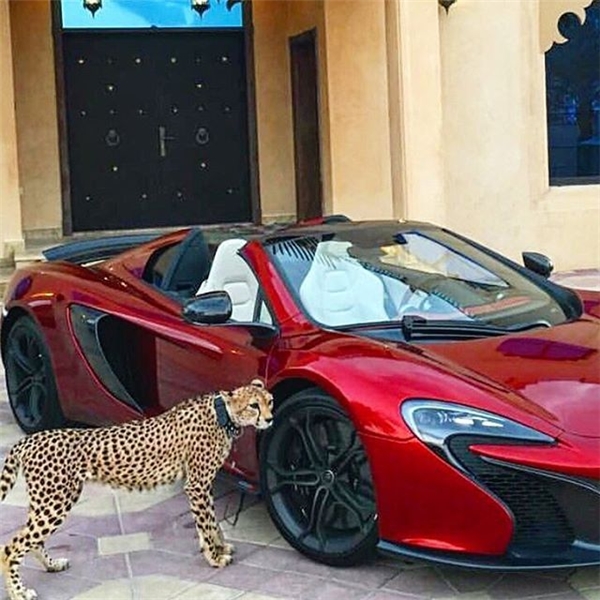 
Humaid AlBuQaish luôn hào phóng khoe với 859.000 người theo dõi Instagram của mình hình ảnh bầy thú cưng gồm báo đốm, sư tử và linh trưởng đủ loại của mình.