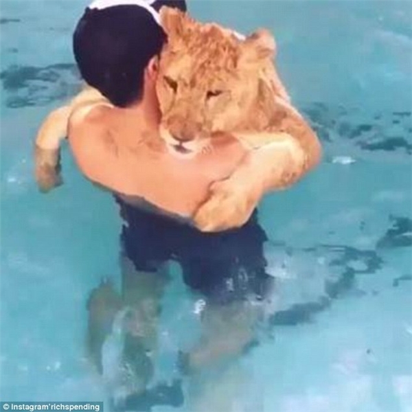 
Một đại gia đang thoải mái bơi lội và ôm ấp chú sư tử của mình dưới hồ bơi.