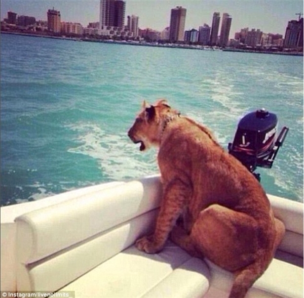 
Một chú sư tử có vẻ khá thích thú khi được chủ nhân dẫn đi dạo biển trên ca-nô.