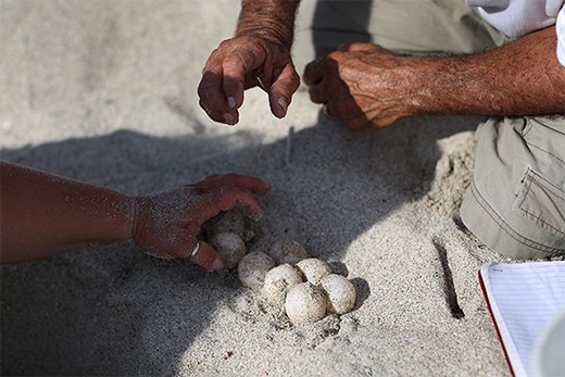 
Những quả trứng lạ mà người đàn ông vô tình thấy ngoài bãi biển. (Ảnh: Internet)