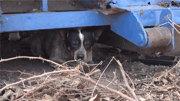 Tội nghiệp chú chó sống dưới gầm xe rác gần một năm ròng