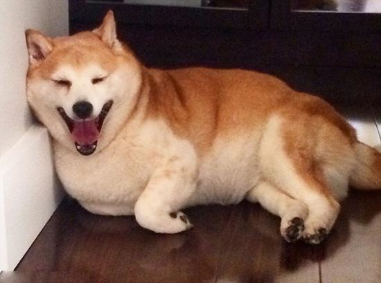 Đau đớn ẩn sau nụ cười của chú chó hạnh phúc nhất thế giới