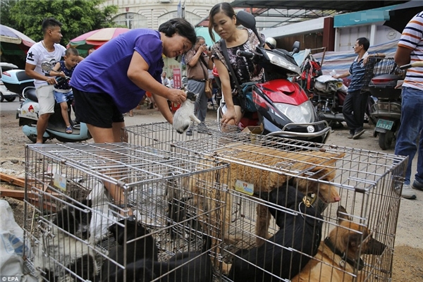 
Được biết, Tổ chức Động vật châu Á (Animals Asia) vẫn thường xuyên vận động người chống lại lễ hội dã man này đồng thời yêu cầu chính phủ Trung Quốc cấm tiêu thụ thịt chó, mèo. (Ảnh: EPA)