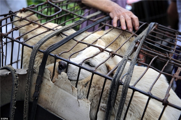 
Những chú chó bị bọn trộm chó trái phép đánh cắp trên khắp cả nước Trung Quốc và đem về nơi này rao bán. (Ảnh: EPA)