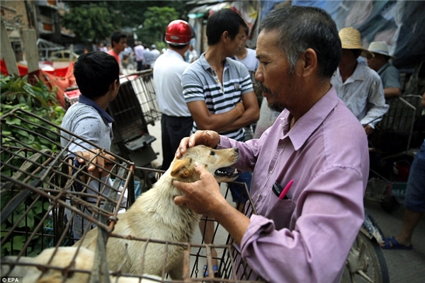 
Được biết, lễ hội thịt chó Ngọc Lâm chính thức mở màn ngày 21/6/2016. (Ảnh: EPA)