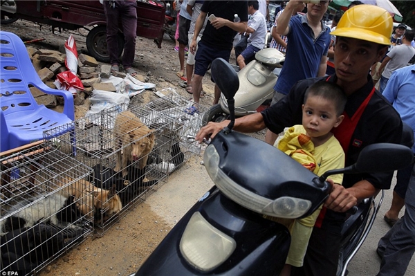 
Bà Irene Feng – Giám đốc Tổ chức chó mèo châu Á từng tuyên bố rằng, ngoài sự tàn ác, hành động buôn bán chó mèo bị đánh cắp làm thành thức ăn cũng gia tăng nguy cơ ngộ độc thực phẩm cho người tiêu thụ, bởi bọn trộm cắp thường “đầu độc chúng rồi mới bắt đi, như vậy là không an toàn”. (Ảnh: EPA)