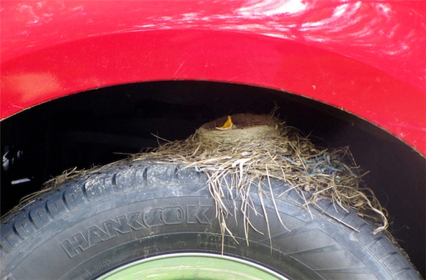 
Làm tổ ngay trên bánh của một chiếc xe tải đã lâu không sử dụng tại Pennsylvania (Mỹ), những chú chim này đã từng một thời "khuấy động" mạng xã hội. (Ảnh: Animalsalvation)