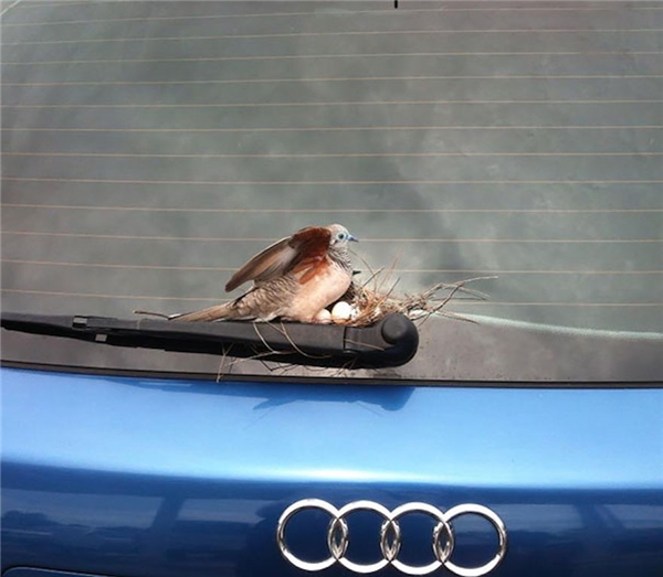 
Chỉ không sử dụng chiếc xe trong 6 ngày, nhìn lại, chủ xe lại được một phen ngạc nhiên khi phát hiện chú chim đẻ trứng và làm tổ ngay trên cần gạt nước ở kính sau. (Ảnh: Reddit)