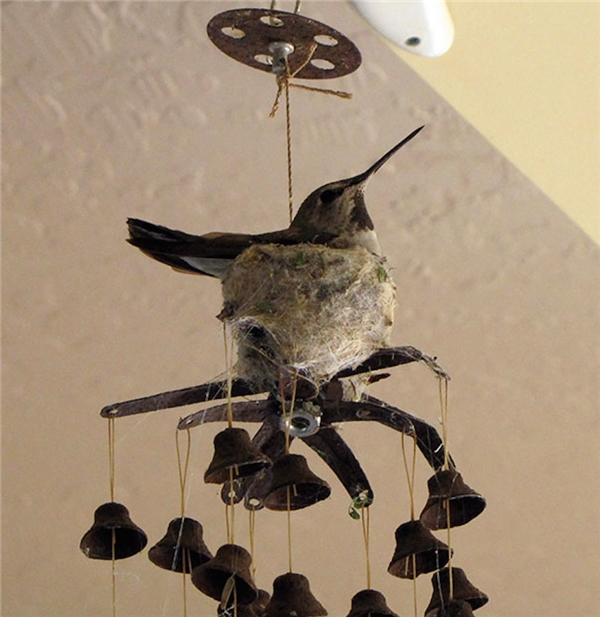 
Ngay cả một chiếc chuông gió cũ kĩ đung đưa theo gió, chú chim "gan dạ" này cũng có thể sử dụng để làm tổ. (Ảnh: Internet)
