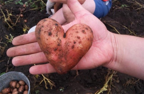 
Đâu phải chỉ động vật mới có tim, cả khoai tây cũng đập thùm thụp đây nè. (Ảnh: espacio360)