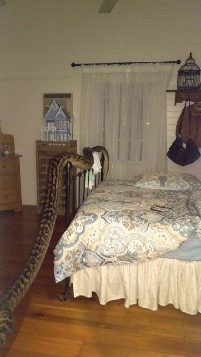 
Cảnh tượng kinh hoàng khi vừa mở mắt, Trina đã thấy một con trăn khổng lồ đang chậm rãi trườn ngang giường. (Ảnh FBNV)