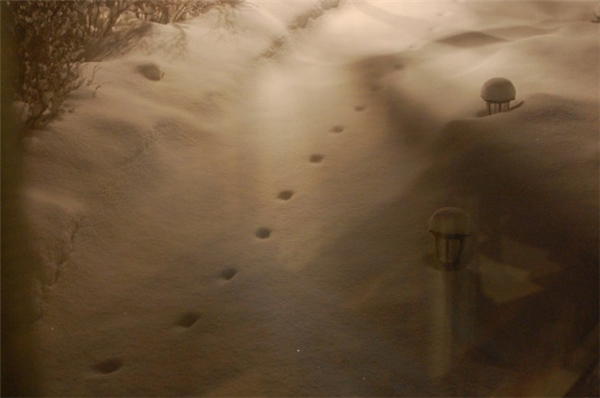 
Những dấu chân in trên nền tuyết trắng. (Ảnh Internet)